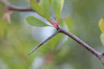 Sandhill hawthorn